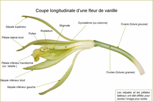 Section longitudinale d'une fleur de vanille